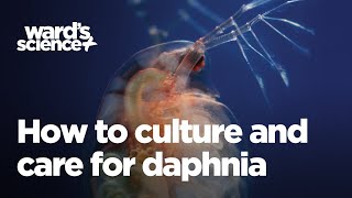 Caring and Culturing for Daphnia [upl. by Browning812]