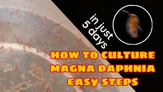 How to Culture Magna Daphnia Easily [upl. by Lebiralc508]