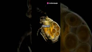 How to culture Daphnia for your Aquarium [upl. by Elocan]