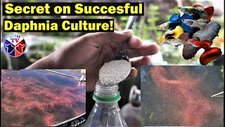 How to Culture Daphnia Successfully [upl. by Eilarol]