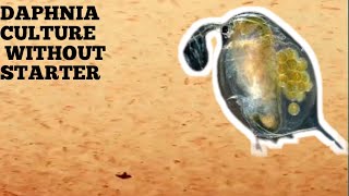 HOW TO CULTURE DAPHNIA NATURALLY WITHOUT A STARTER [upl. by Terrag606]