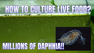 How to Culture Daphnia Secret Method to Breed MILLIONS  Simply Aquatic [upl. by Stanwin698]