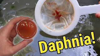 How I Culture Daphnia In Outdoor Tubs [upl. by Allenrad88]