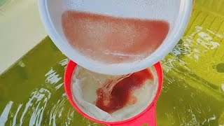 How to culture daphnia  Daphnia culture  How to grow daphnia outdoor [upl. by Jilli591]