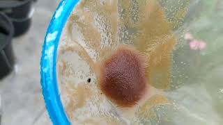 How to culture daphnia moina in a small container Part 1 English Subtitle [upl. by Cindra]