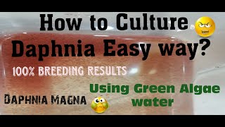 Daphnia MagnaHow to Culture Daphnia Easy wayCulturing Daphnia using Green water Daphnia [upl. by Chao]