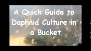 How to culture daphnia outside [upl. by Ardnasil900]