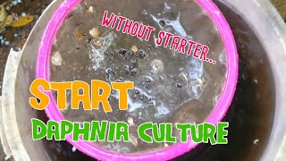 How to culture daphnia moina the easy way 1  Starting the Daphnia culture [upl. by Itsrejk]