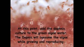 Daphnia  How to grow daphnia in your home [upl. by Zinnes]