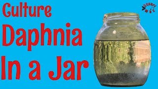 How to Culture Daphnia in a Jar [upl. by Verity456]