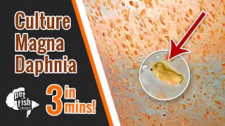 How to culture DAPHNIA MAGNA  The easy way [upl. by Annoval]