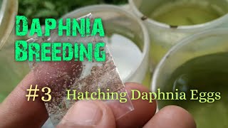 Daphnia Culture made simple and easy 3  Hatching Daphnia eggs [upl. by Ayoral360]