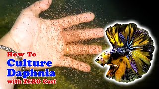 How to Culture Daphnia with ZERO Cost  Unlimited Live Food For Our Fish [upl. by Eversole]