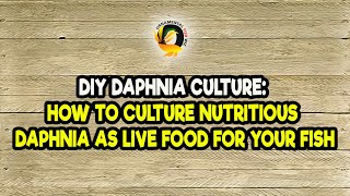 DIY Daphnia Culture How to Culture Nutritious Daphnia as Live Food for Your Fish [upl. by Konstanze]