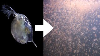 How I Culture Daphnia [upl. by Everard]