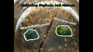 How To Culture Daphnia and Moinas using Green Water Spirulina powder [upl. by Florance]