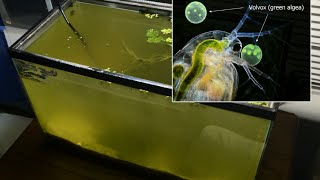 Raising Daphnia for the Freshwater Aquarium [upl. by Onida606]