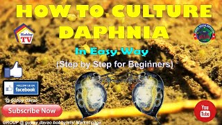 HOW TO CULTURE DAPHNIA In Easy Way [upl. by Ahsenet863]